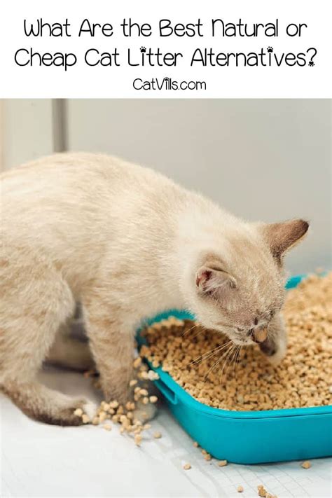 Cat litter alternatives. Things To Know About Cat litter alternatives. 